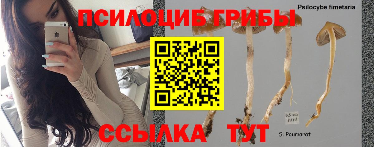 Новокубанск  Псилоцибиновые грибы Magic Shrooms  Вход с VPN 